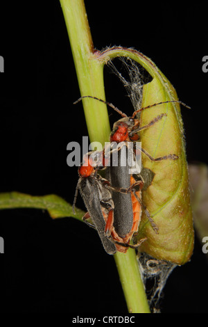 Cantharis fusca (soldat) L'accouplement sur une tige de la plante Banque D'Images