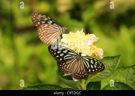 Vitreux sombre Tiger papillons (Parantica agleoides) sur les fleurs jaunes Banque D'Images