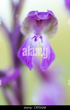 Orchid veiné vert prairie d'été en anglais Banque D'Images