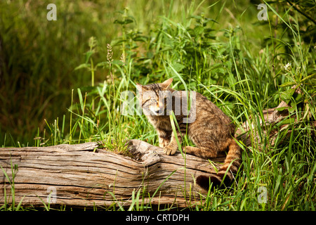 Chat sauvage écossais Banque D'Images