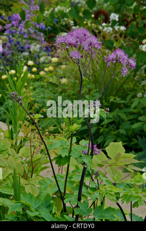 Rue Thalictrum aquilegiifolium ou 'Thundercloud' dans le M&G Jardin de RHS Chelsea Flower Show 2012 Banque D'Images