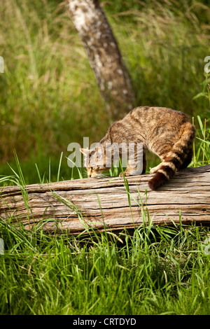 Chat sauvage écossais Banque D'Images