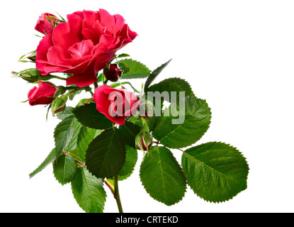 Fleurs de rosier grimpant isolé sur fond blanc Banque D'Images