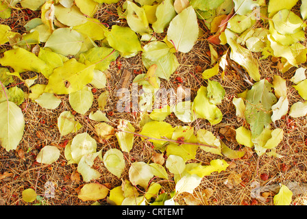 Gros plan des feuilles d'automne Banque D'Images