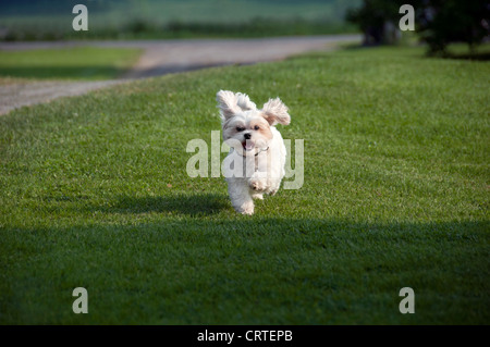 Un petit chien heureux tournant Banque D'Images