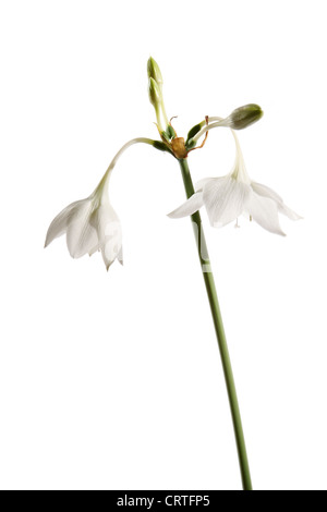 Amazon lily fleur sur l'arrière-plan blanc (Eucharis grandiflora) Banque D'Images