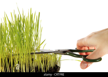 Couper le gazon sur fond blanc Banque D'Images