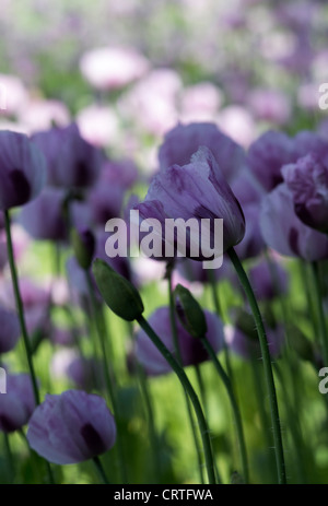 Coquelicots roses dans un champ de l'Oxfordshire Banque D'Images