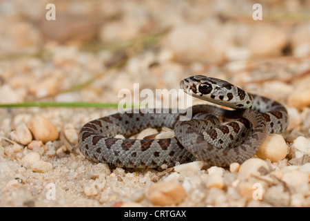 Bébé noir du nord (Racer Coluber constrictor constrictor) Banque D'Images