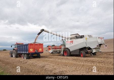 De coupe de moissonneuse-batteuse la récolte de maïs avant la tempête automne sur un ciel nuageux jour balayées par les éoliennes à l'horizon Banque D'Images