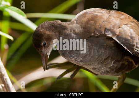 Foulque macroule (Fulica atra) Banque D'Images