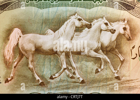 Les chevaux arabes sur 25 Dinars 1978 Euros à partir de l'Iraq. Banque D'Images