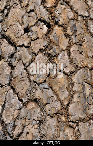 Arrière-plan de l'écorce de pin Banque D'Images