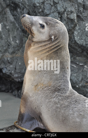 Sea Lion Portrait Banque D'Images