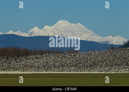 Troupeau d'Oies des neiges battant avec Mt Baker dans l'arrière-plan, l'île de sapin, Skagit Valley, Washington Banque D'Images