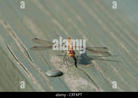 Darter (striolatum de Sympétum) Banque D'Images