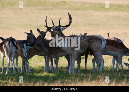 Le daim (Dama dama) à Richmond Park, Octobre 2011 Banque D'Images