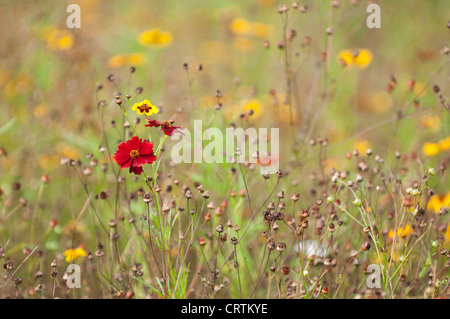 Wild Flower meadow Banque D'Images