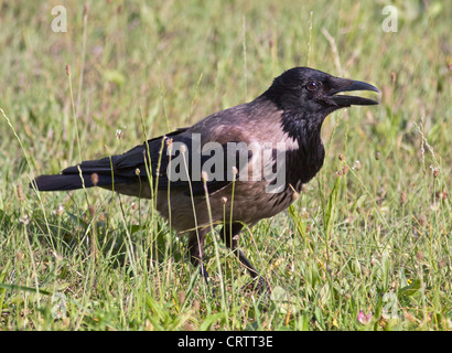 Hooded Crow (corvus cornix), au nord de l'Italie Banque D'Images