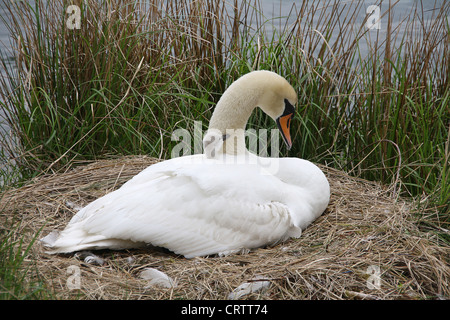 Mère swan avec cygnet in nest Banque D'Images