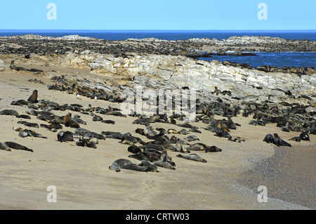 Cape (Arctocephalus pusillus) Banque D'Images