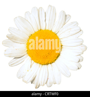 Camomille unique isolated on white Banque D'Images