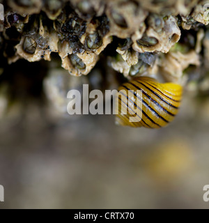 Bordée d'Periwnkle noir (Littorina nigrolineata) sur les balanes sur un rivage rocheux à Cornwall. Banque D'Images