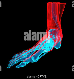 3D illustration d'un pied avec les os et les tendons Banque D'Images