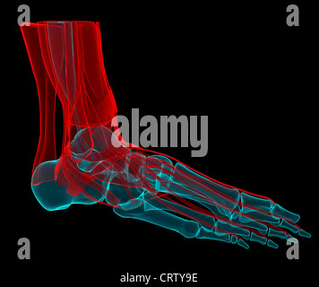 3D illustration d'un pied avec les os et les tendons Banque D'Images