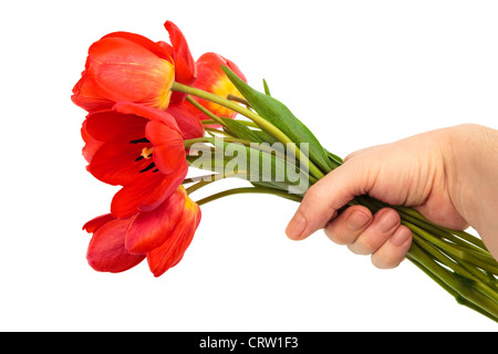 Bouquet de tulipes dans une main Banque D'Images