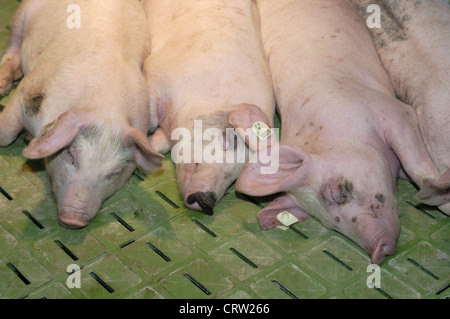 L'élevage porcin moderne : dans le sevrage des porcelets Banque D'Images