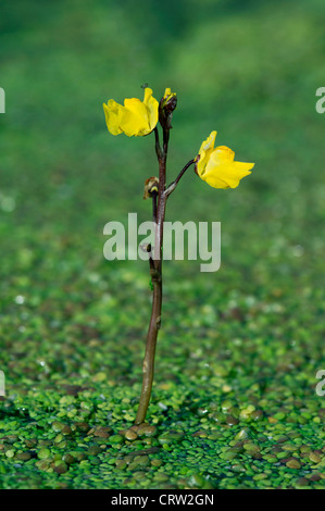 Une plus grande (Lentibulariaceae UTRICULAIRE Utricularia vulgaris) Banque D'Images