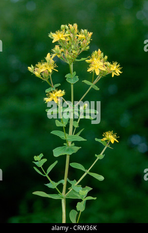 Tige CARRÉE ST JOHN'S-Millepertuis Hypericum tetrapterum (Clusiaceae) Banque D'Images