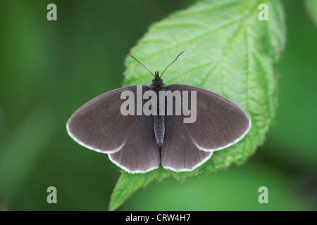Maniola jurtina, Meadow Brown, homme, UK Banque D'Images