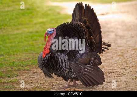 Un homme le dindon sauvage (Meleagris gallopavo) béquilles avec toutes ses plumes gonflée dans un produit d'affichage sur une ferme en milieu rural Virginia, USA.. Banque D'Images