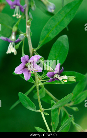 Duc d'ARGYLL EST TEAPLANT Le Lycium barbarum (Solanaceae) Banque D'Images