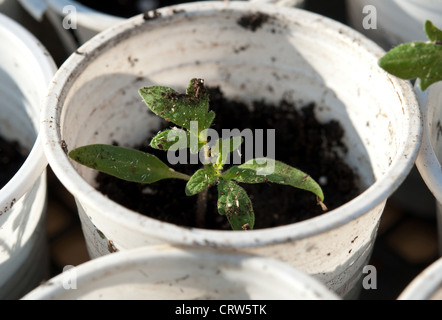 Les jeunes de plus en plus du sol Tomate verte Banque D'Images