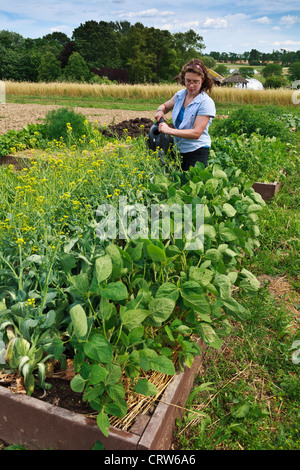 Eaux stagiaire légumes dans des lits surélevés à la Ferme expérimentale de Rodale Kutztown, Pennsylvanie, Banque D'Images