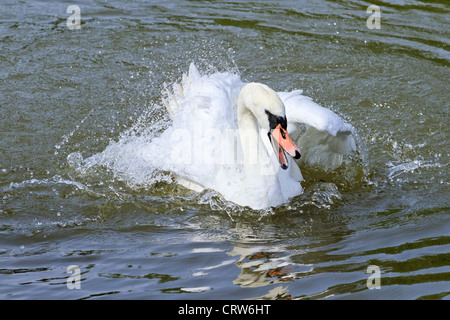 UK Wallingford Swan en colère Banque D'Images