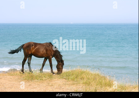 Cheval sur la plage Banque D'Images