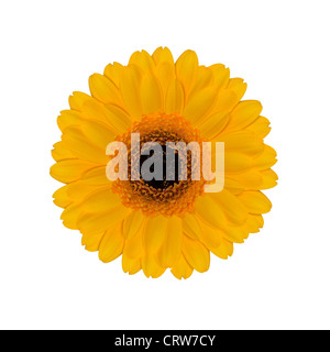 Gerber Daisy jaune Banque D'Images