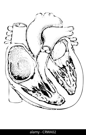 L'article du coeur Banque D'Images