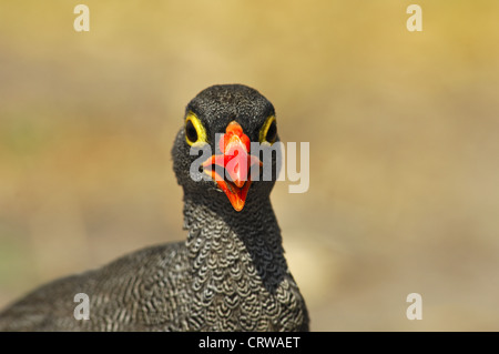 Francolin à bec rouge (Francolinus adspersus) Banque D'Images