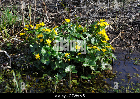 King Cup caltha palustris Populage des marais de la réserve naturelle du bas Chilcombe Northend Batheaston baignoire et le nord-est du Somerset UK. Banque D'Images