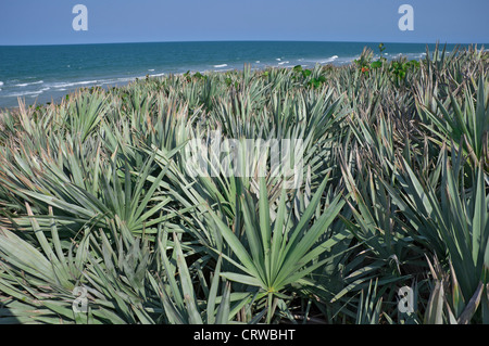 Playalinda Beach à Canaveral National Seashore le long de la Floride, la côte de l'espace. Banque D'Images