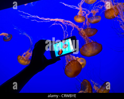 Les méduses AQUARIUM PHOTOGRAPHIE Hand holding smartphone de l'image en mouvement d'enregistrement d'impulsions méduses dans Monterey Bay Aquarium Monterey Californie USA Banque D'Images