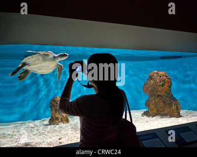 GREEN SEA TURTLE AQUARIUM visiteur prenant des photos d'espèces menacées Green Sea Turtle dans Monterey Bay Aquarium Monterey California USA préservation Banque D'Images