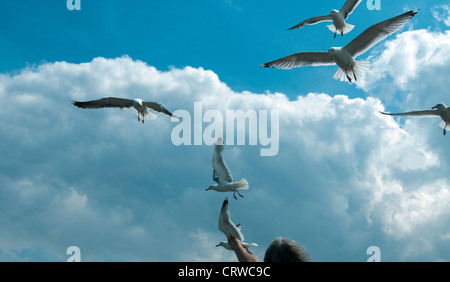 L'alimentation de la mouette avec ciel bleu et nuages Banque D'Images