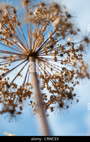 La berce du Caucase (Heracleum mantegazzianum) Banque D'Images