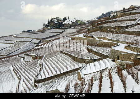 Vignobles en terrasses, Lavaux, Suisse Banque D'Images